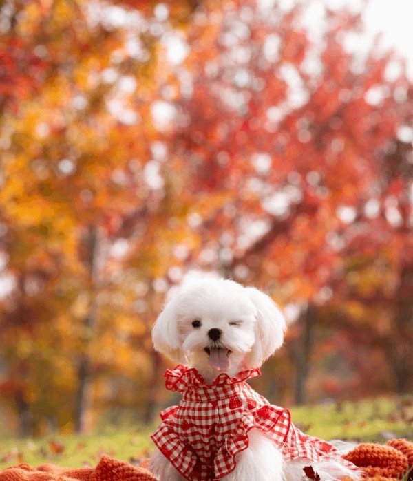 创达盈 狗狗真的会记仇吗？