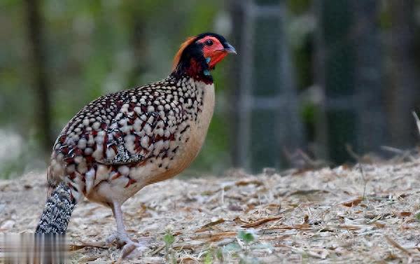 东方财通 身子粗笨行踪隐蔽，遇危险还会干傻事！